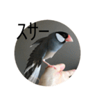 きみたろ文鳥（個別スタンプ：8）