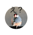 きみたろ文鳥（個別スタンプ：11）