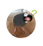 きみたろ文鳥（個別スタンプ：12）