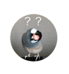 きみたろ文鳥（個別スタンプ：13）