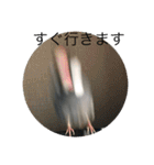 きみたろ文鳥（個別スタンプ：15）
