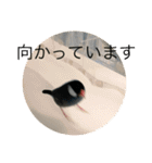 きみたろ文鳥（個別スタンプ：16）