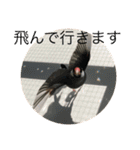 きみたろ文鳥（個別スタンプ：17）