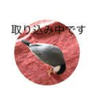きみたろ文鳥（個別スタンプ：18）