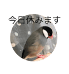 きみたろ文鳥（個別スタンプ：20）