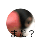 きみたろ文鳥（個別スタンプ：22）