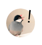 きみたろ文鳥（個別スタンプ：23）