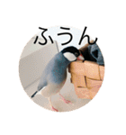きみたろ文鳥（個別スタンプ：24）