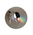 きみたろ文鳥（個別スタンプ：25）