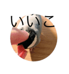 きみたろ文鳥（個別スタンプ：26）
