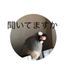 きみたろ文鳥（個別スタンプ：27）