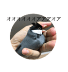 きみたろ文鳥（個別スタンプ：28）