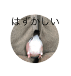 きみたろ文鳥（個別スタンプ：30）