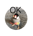 きみたろ文鳥（個別スタンプ：31）