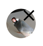 きみたろ文鳥（個別スタンプ：32）