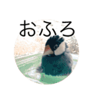 きみたろ文鳥（個別スタンプ：33）