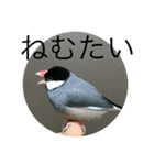 きみたろ文鳥（個別スタンプ：34）