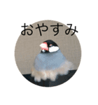 きみたろ文鳥（個別スタンプ：35）