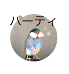 きみたろ文鳥（個別スタンプ：36）