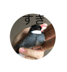きみたろ文鳥（個別スタンプ：39）