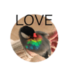 きみたろ文鳥（個別スタンプ：40）