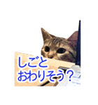 ミーさんクーさん（個別スタンプ：3）