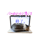 ミーさんクーさん（個別スタンプ：4）