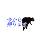 ミーさんクーさん（個別スタンプ：5）