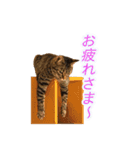 ミーさんクーさん（個別スタンプ：6）