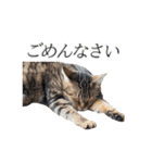 ミーさんクーさん（個別スタンプ：9）