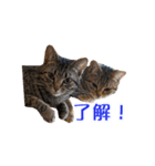 ミーさんクーさん（個別スタンプ：10）