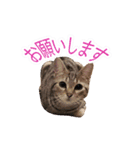 ミーさんクーさん（個別スタンプ：11）