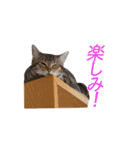ミーさんクーさん（個別スタンプ：12）