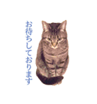ミーさんクーさん（個別スタンプ：13）