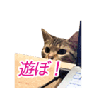 ミーさんクーさん（個別スタンプ：14）