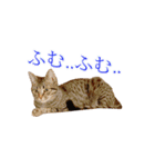 ミーさんクーさん（個別スタンプ：15）