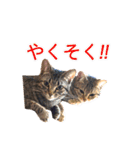 ミーさんクーさん（個別スタンプ：16）