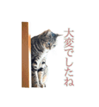 ミーさんクーさん（個別スタンプ：17）