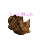 ミーさんクーさん（個別スタンプ：18）