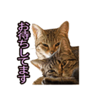 ミーさんクーさん（個別スタンプ：19）