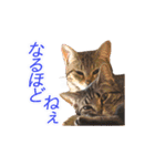 ミーさんクーさん（個別スタンプ：20）