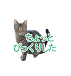 ミーさんクーさん（個別スタンプ：21）