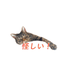 ミーさんクーさん（個別スタンプ：23）