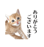 敬語こねこ（個別スタンプ：1）