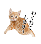 敬語こねこ（個別スタンプ：2）