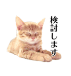 敬語こねこ（個別スタンプ：3）