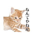 敬語こねこ（個別スタンプ：4）