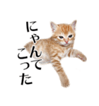 敬語こねこ（個別スタンプ：5）