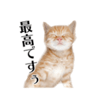 敬語こねこ（個別スタンプ：6）