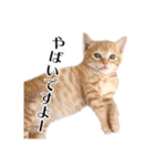 敬語こねこ（個別スタンプ：8）